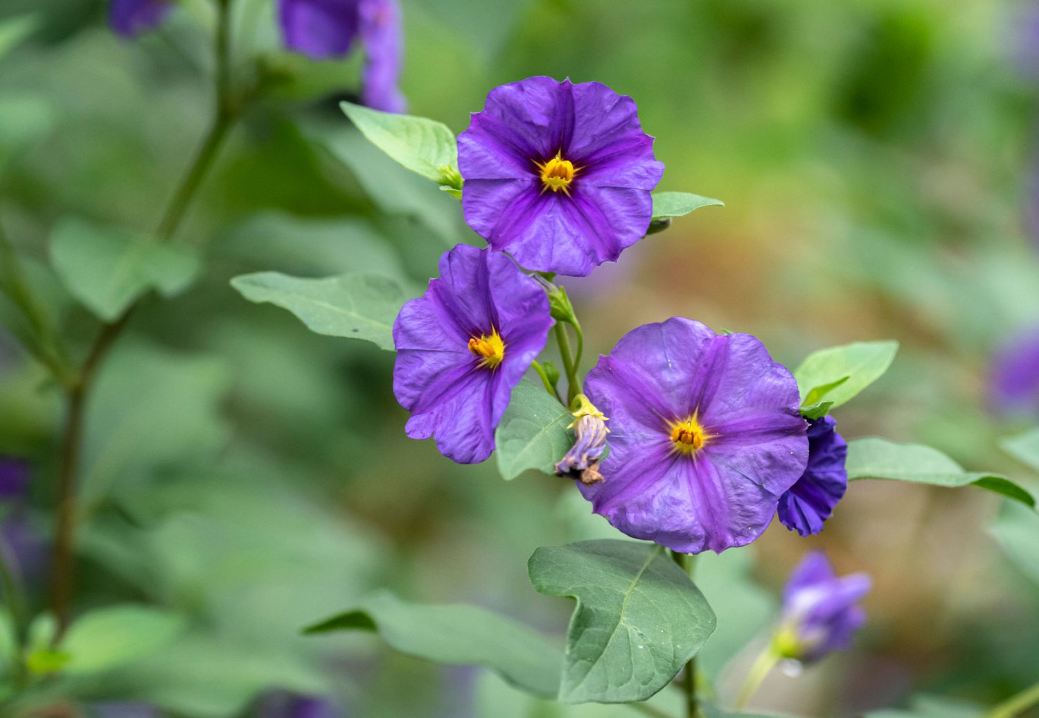 Blauer Kartoffelstrauch mit lila-blauen Blüten in Nahaufnahme