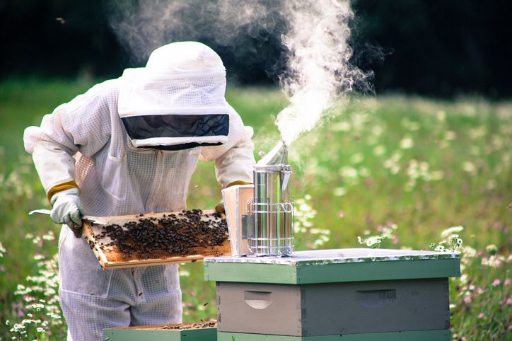 Imker inspiziert Bienenstock mit Räuchergerät