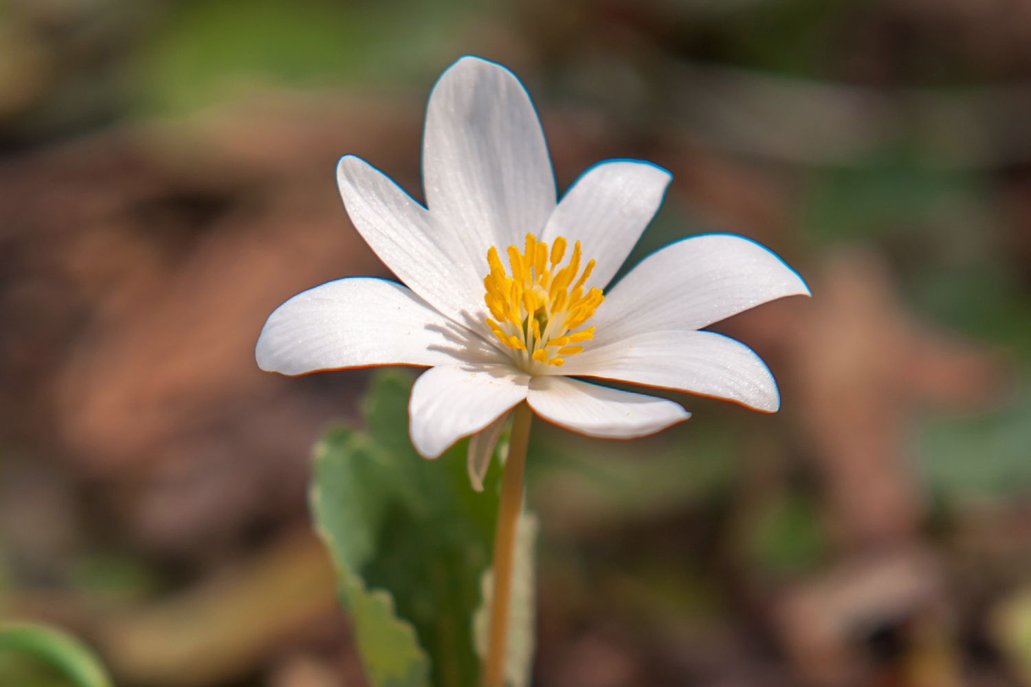 Blutwurzblüte mit kleinen weißen Blütenblättern und gelben Staubgefäßen auf dünnem Stiel