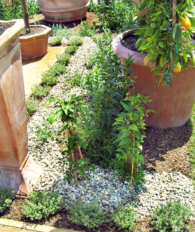 gravel patio surrounded by plants