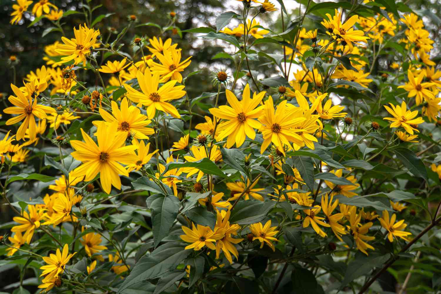 Sägezahnsonnenblumen mit leuchtend gelben Strahlenblüten und Scheibenblüten auf hohen Stängeln mit dunkelgrünen Blättern