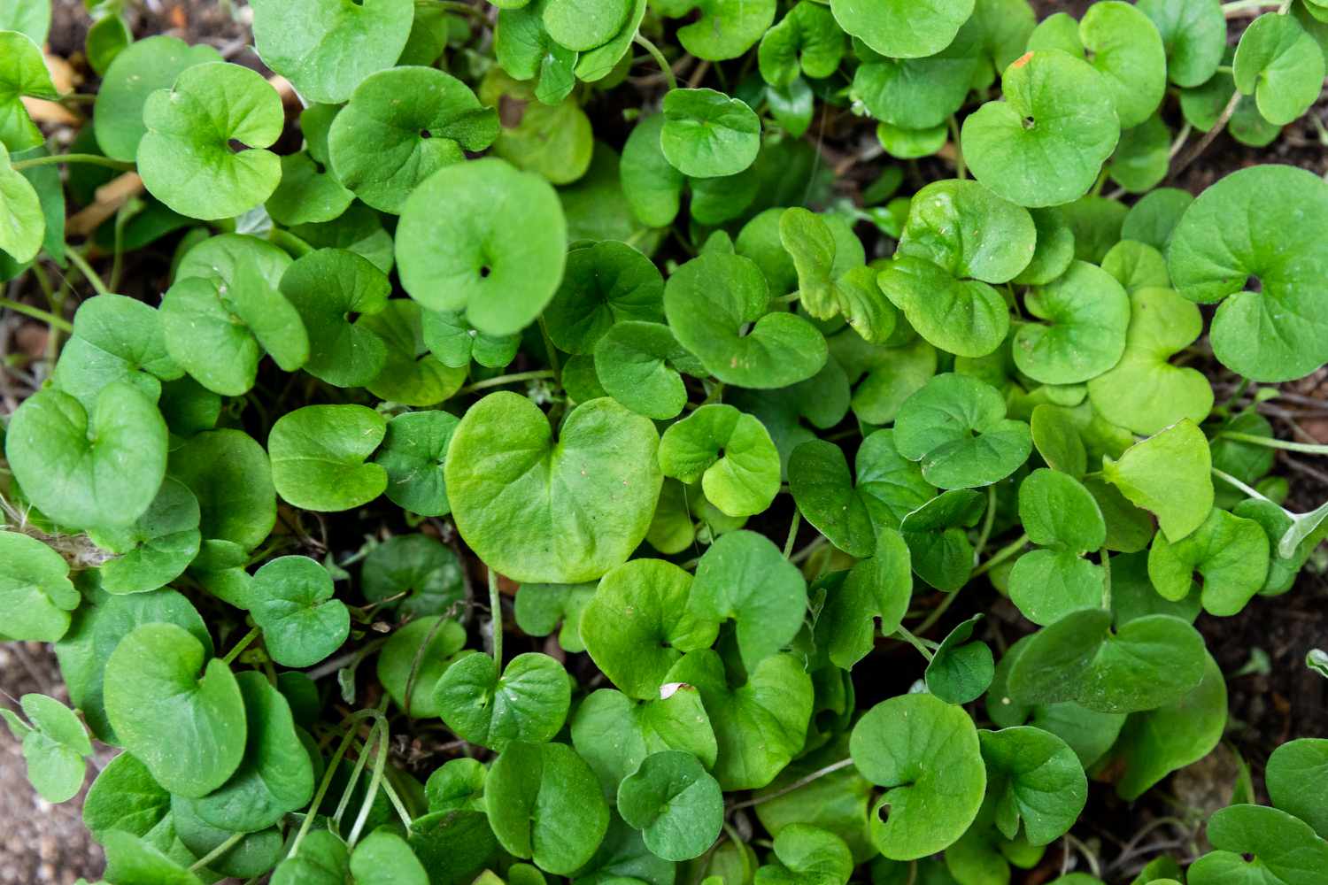 Bodendecker Dichondra mit abgerundeten Blattbüscheln in Großaufnahme