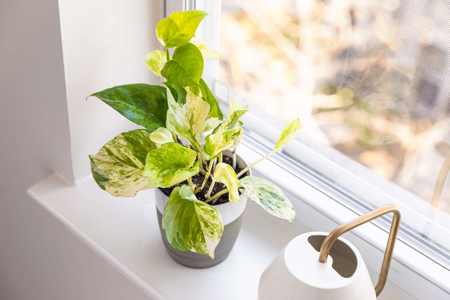 Manjula pothos plant sitting near window sill and white watering can