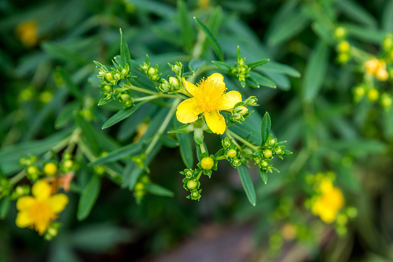 Nahaufnahme von Johanniskraut