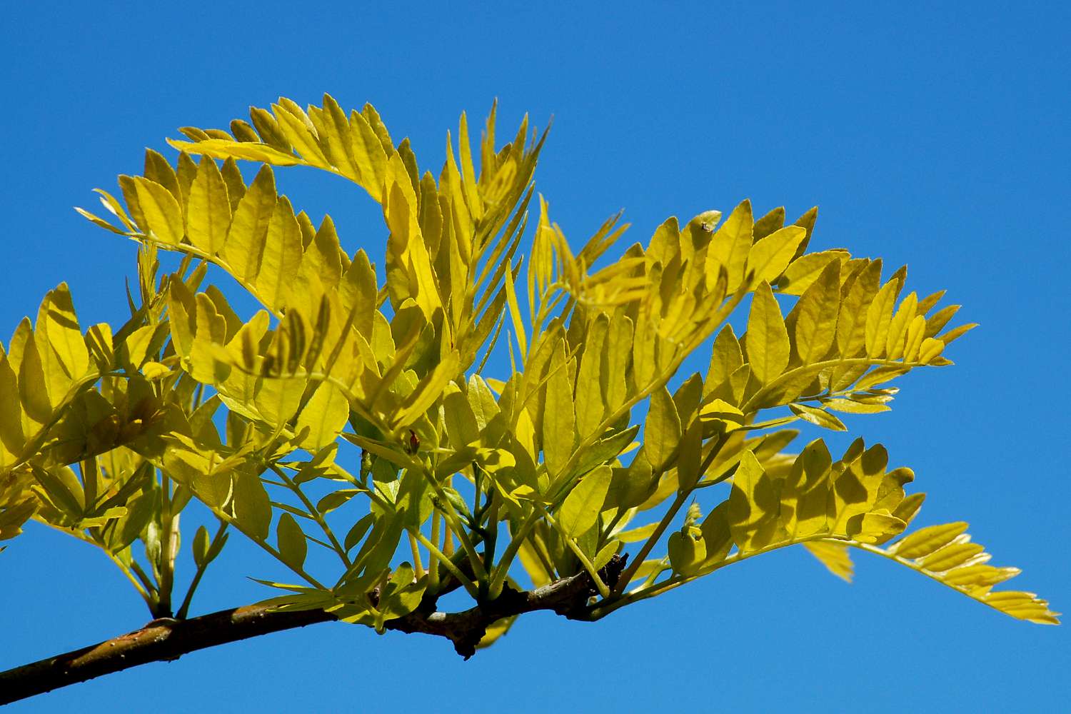 Sunburst thornless honeylocust