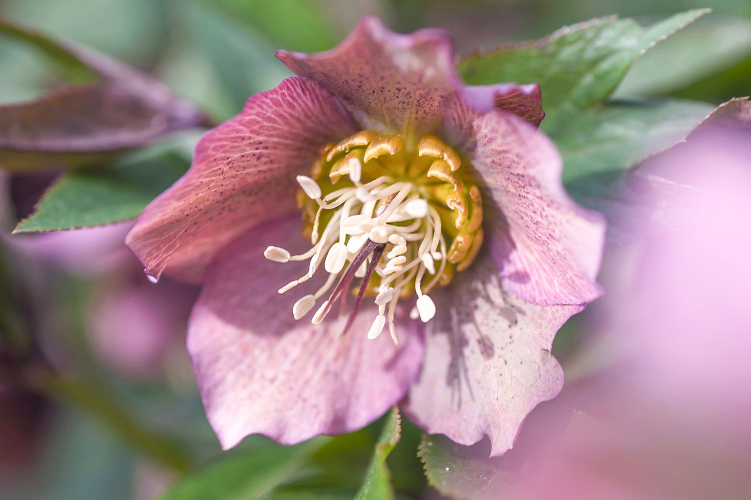 Hellebore-Blüte mit hellvioletten Blütenblättern und weißen Staubbeuteln im Sonnenlicht in Nahaufnahme 