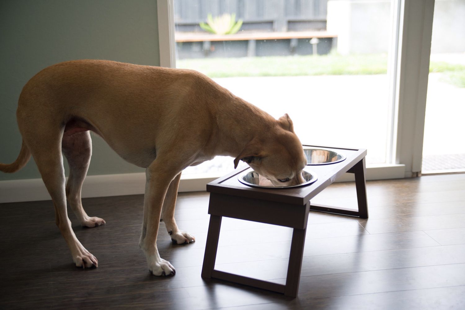 Raised dog bowl