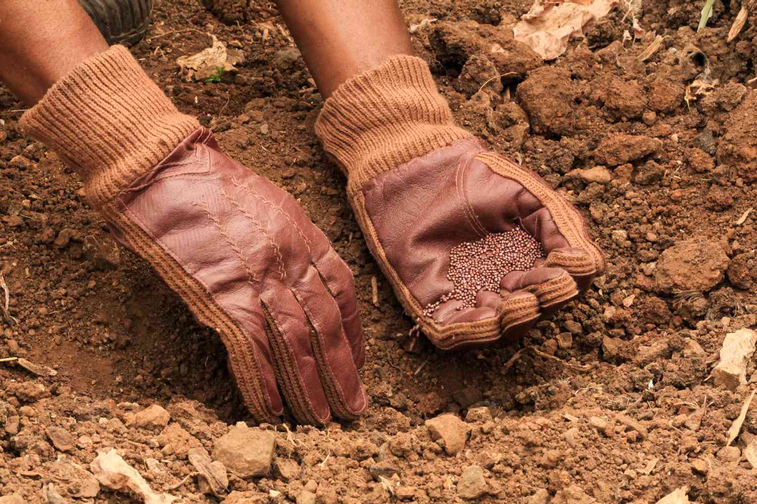 Sementes de vegetais colocadas no solo para plantio sucessivo