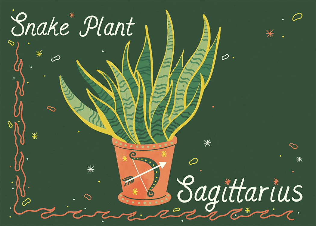 sagittarius snake plant illustration