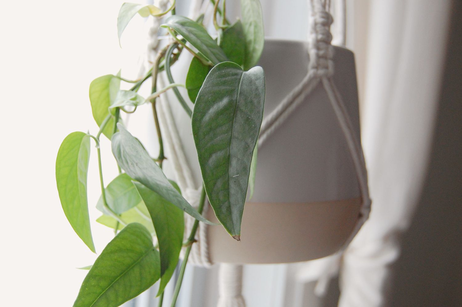 Cebu blue pothos hängt vor einem Fenster mit weißen Vorhängen.