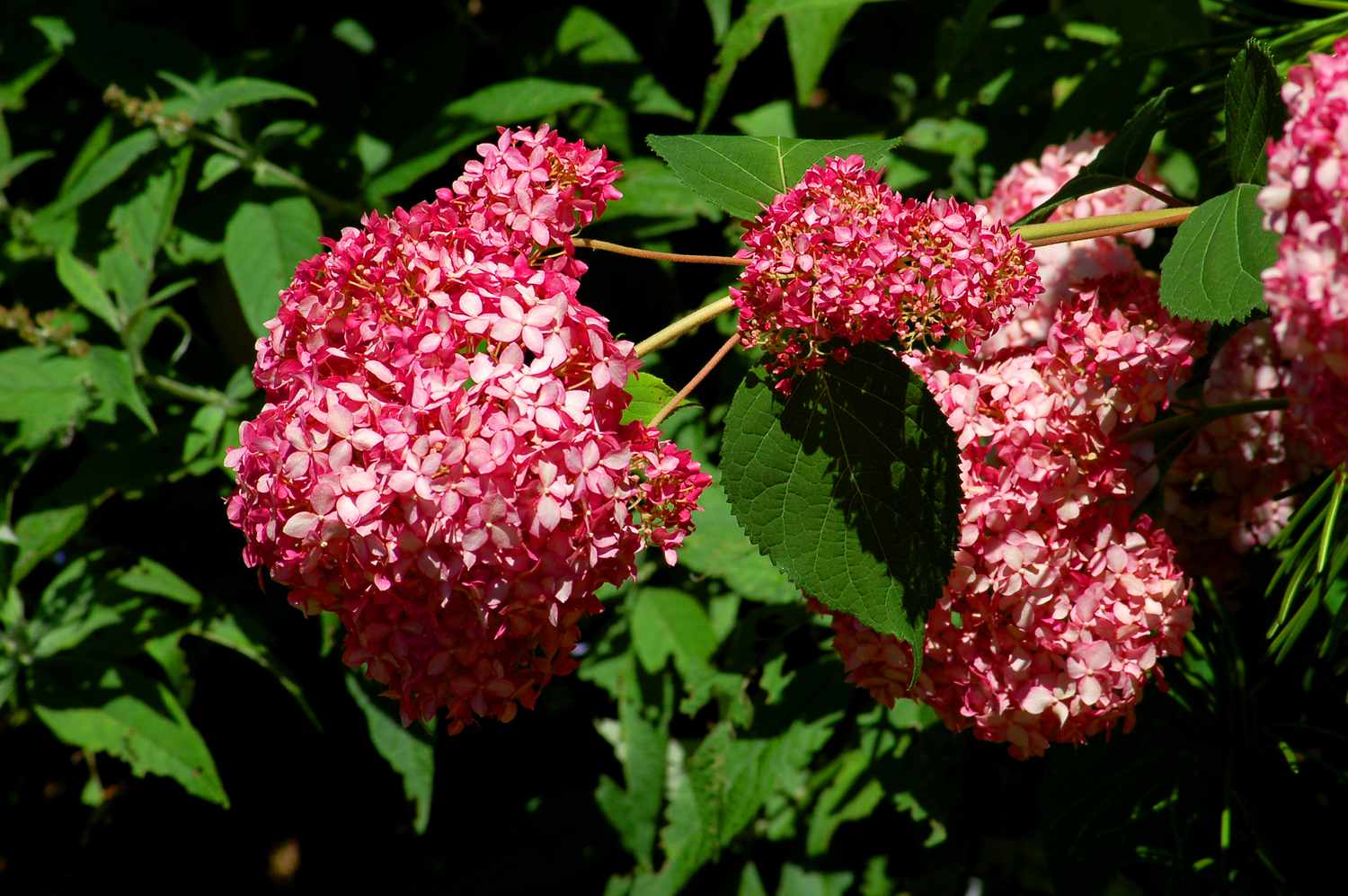 'Invincibelle Spirit' Hortensie mit tiefrosa Blüten