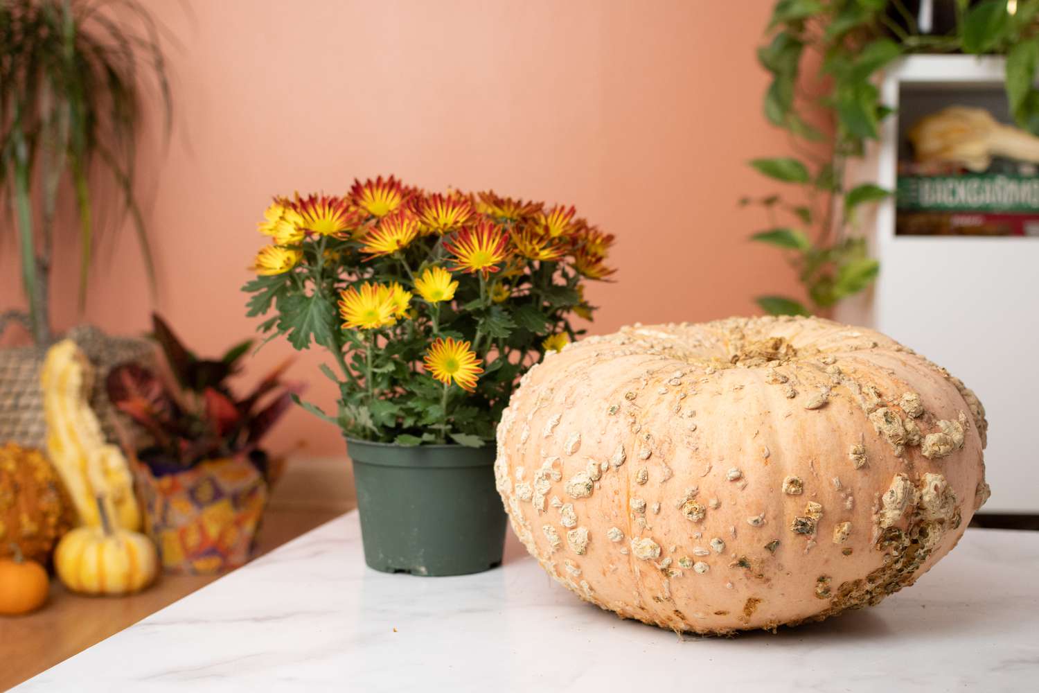 Rote und gelbe Blumen in einem Topf neben einem hellorangenen Kürbis