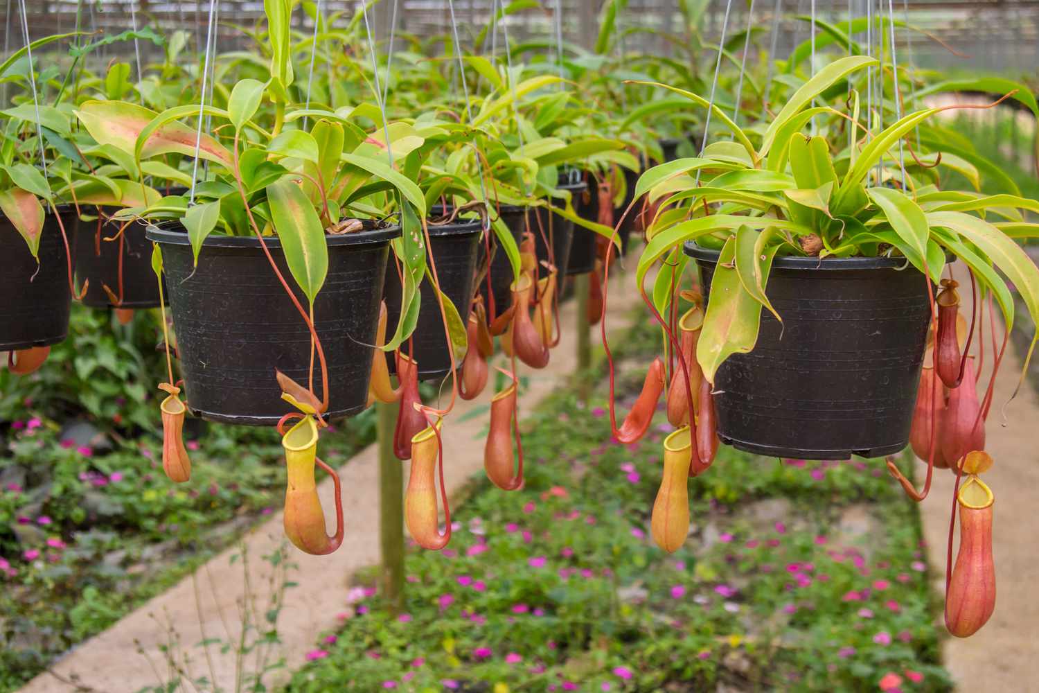 Nepenthes plants in hanging pots with their pitchers hanging down.