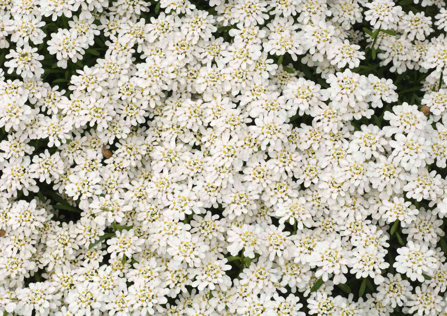 Candytuft flowers growing in a mass.