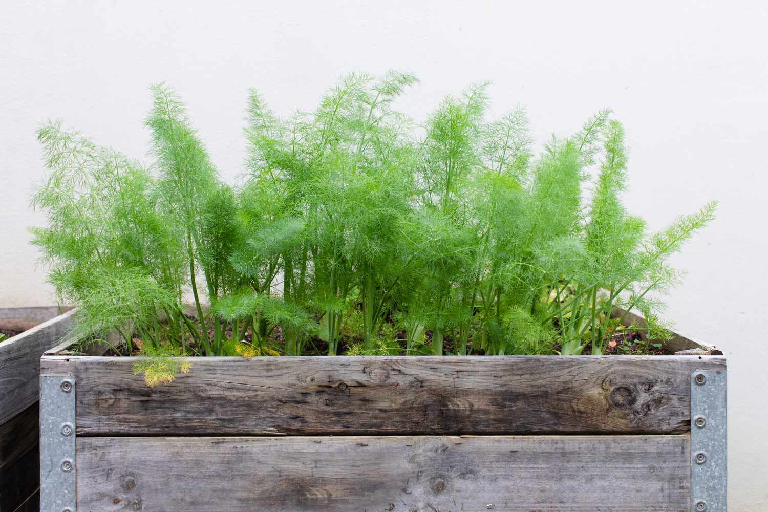 Fenchel, der in einem Container wächst