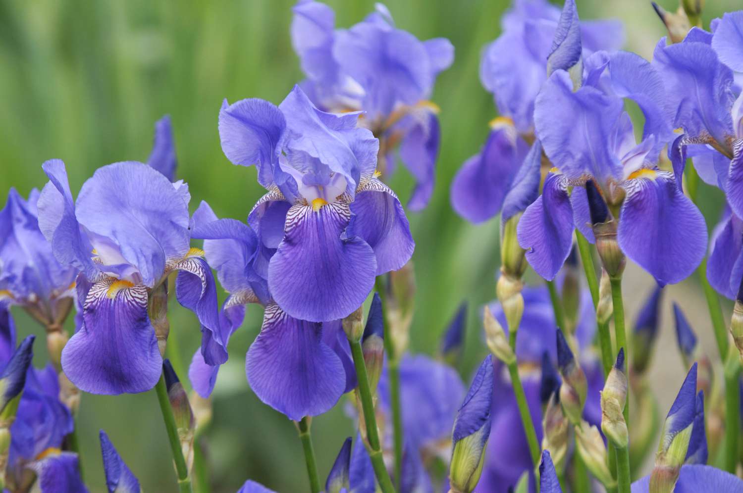 Primer plano de flores de iris moradas agrupadas en el jardín