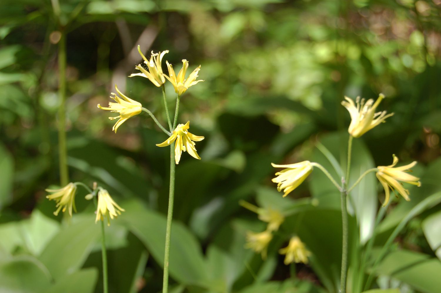 Clintonia Borealis in the Sunshine