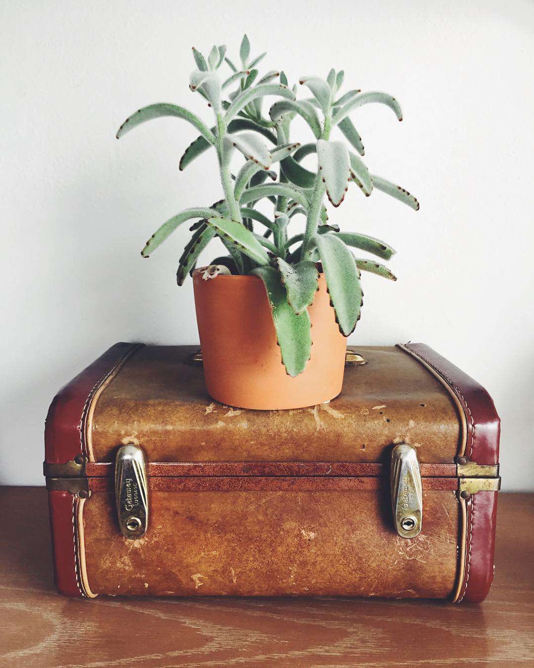 plant on suitcase