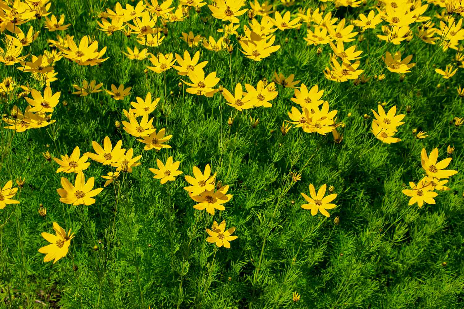 Flores amarillas de garrapata