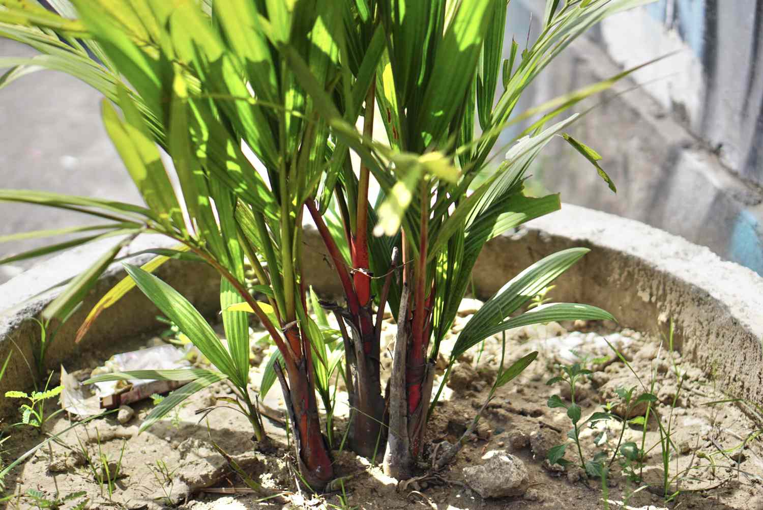 Lippenstiftpalmen mit leuchtend rotem Kronenschaft mit kleinen Palmenblättern im Zementtopf