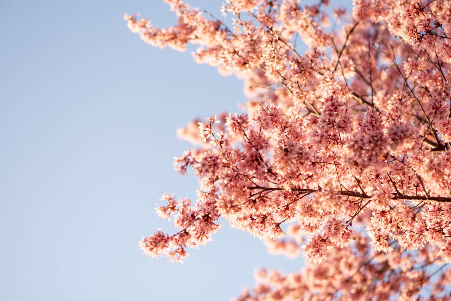 Süßkirschbaumzweige mit rosa Blüten im Sonnenlicht vor blauem Himmel