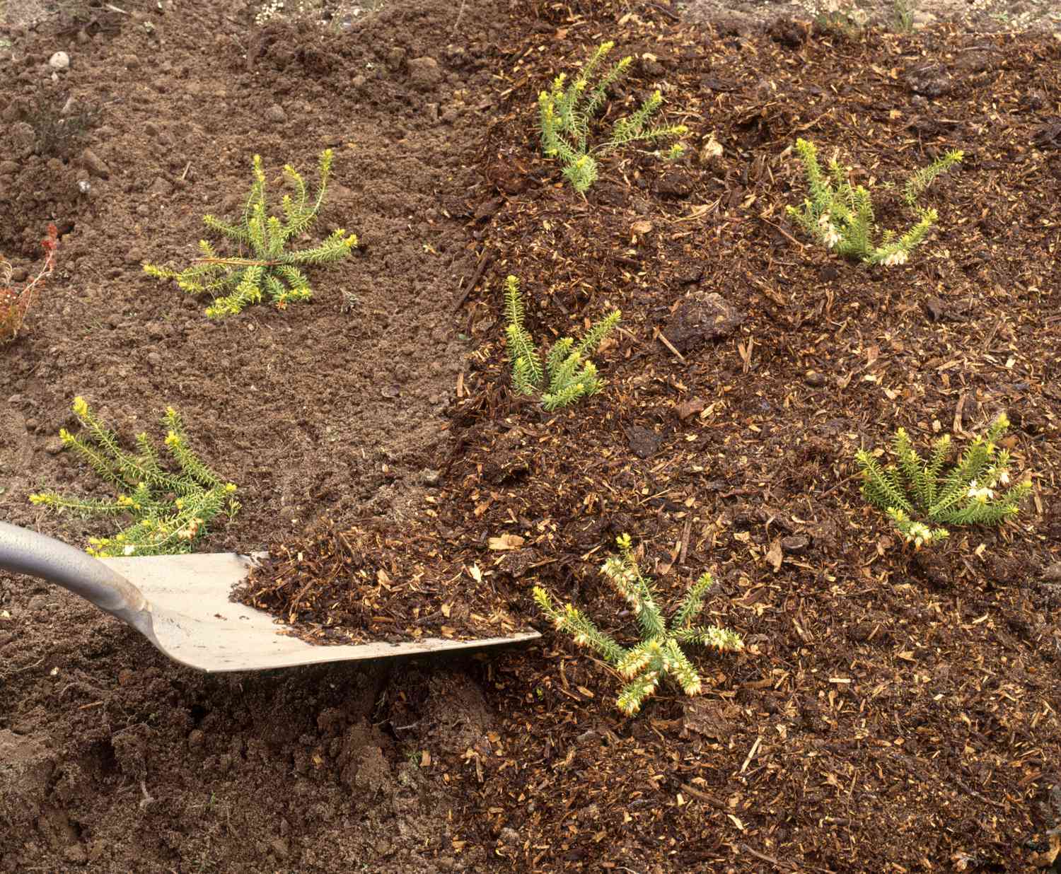 Mit dem Spaten losen Mulch um Erica carnea im Blumenbeet verteilen