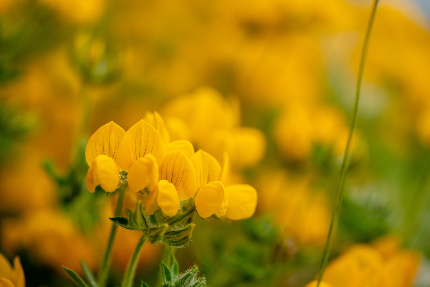 Vogelfußblättriges Kleeblatt, gelbe Blüten