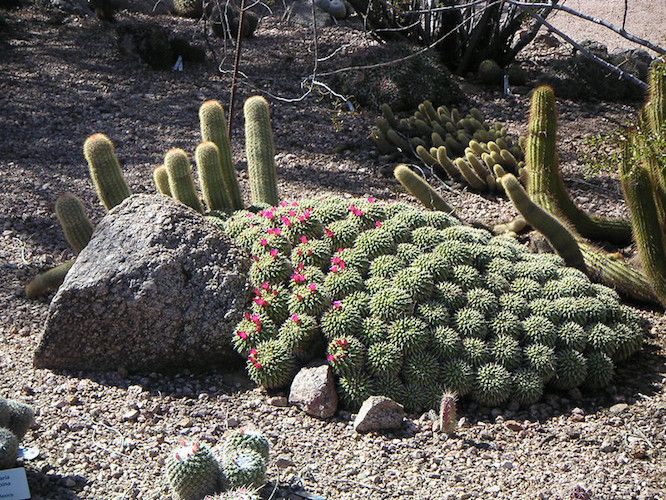 Cactos e rochas em uma paisagem desértica