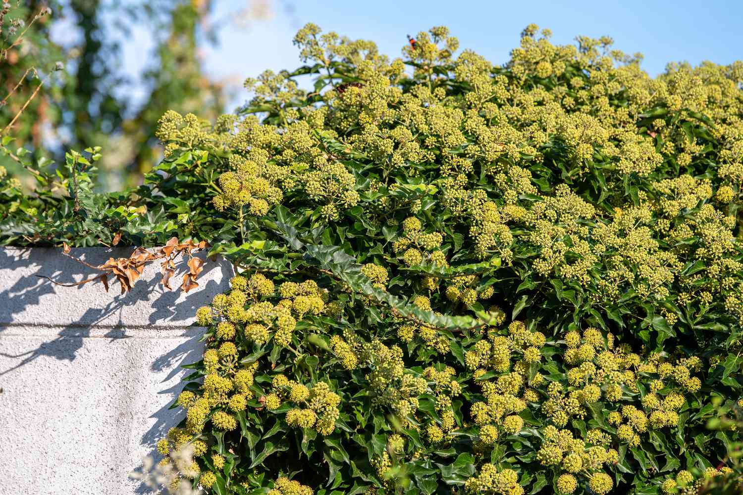 Englischer Efeu mit gelb-grünen Blütenbüscheln an einer Zementwand