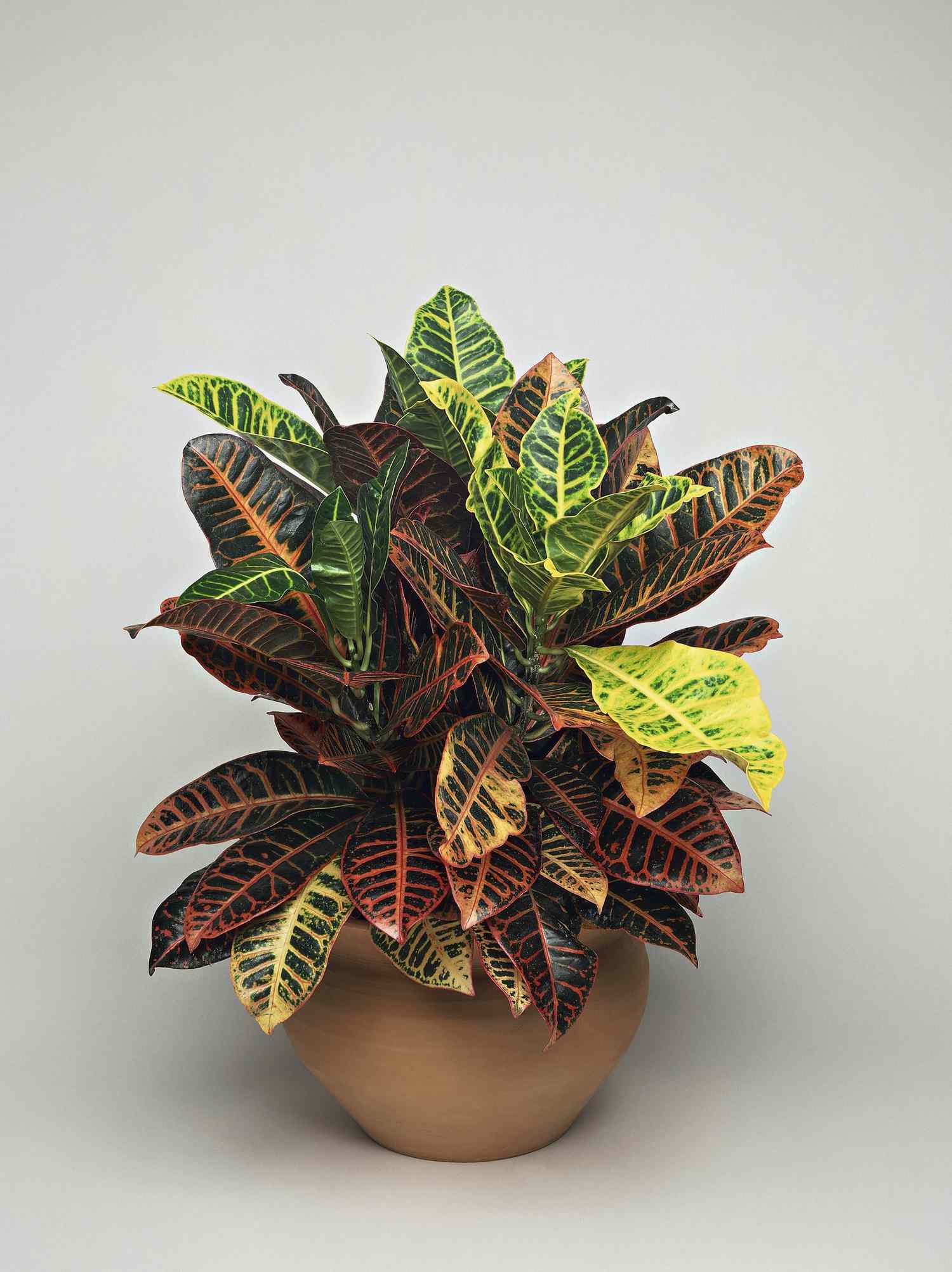 Croton Zimmerpflanze