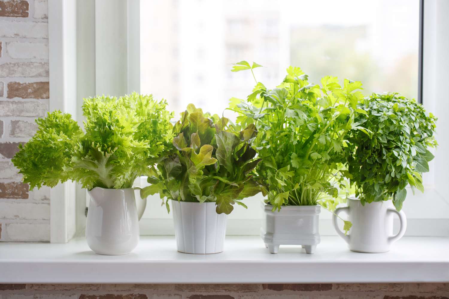 Herbes aromatiques culinaires fraîches en pots blancs sur un rebord de fenêtre. Laitue, céleri à feuilles et basilic à petites feuilles. Potager d'herbes aromatiques.