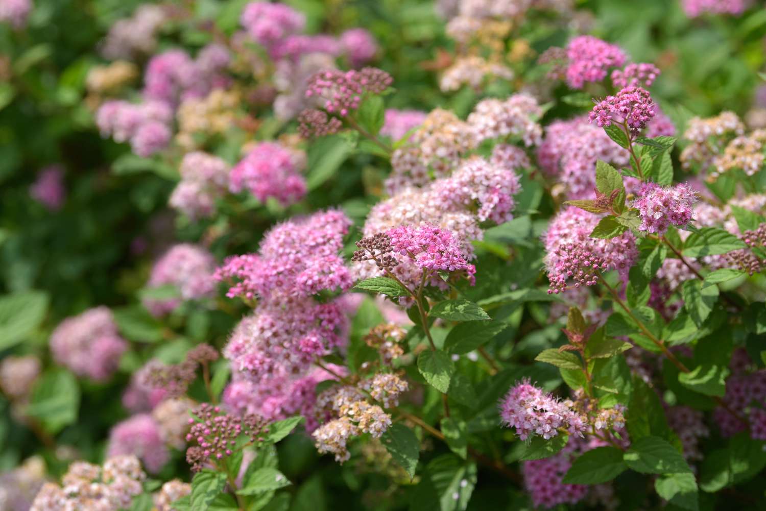 Planta meadowsweet de folha larga com pequenas panículas de flores rosas e brancas nas bordas dos caules