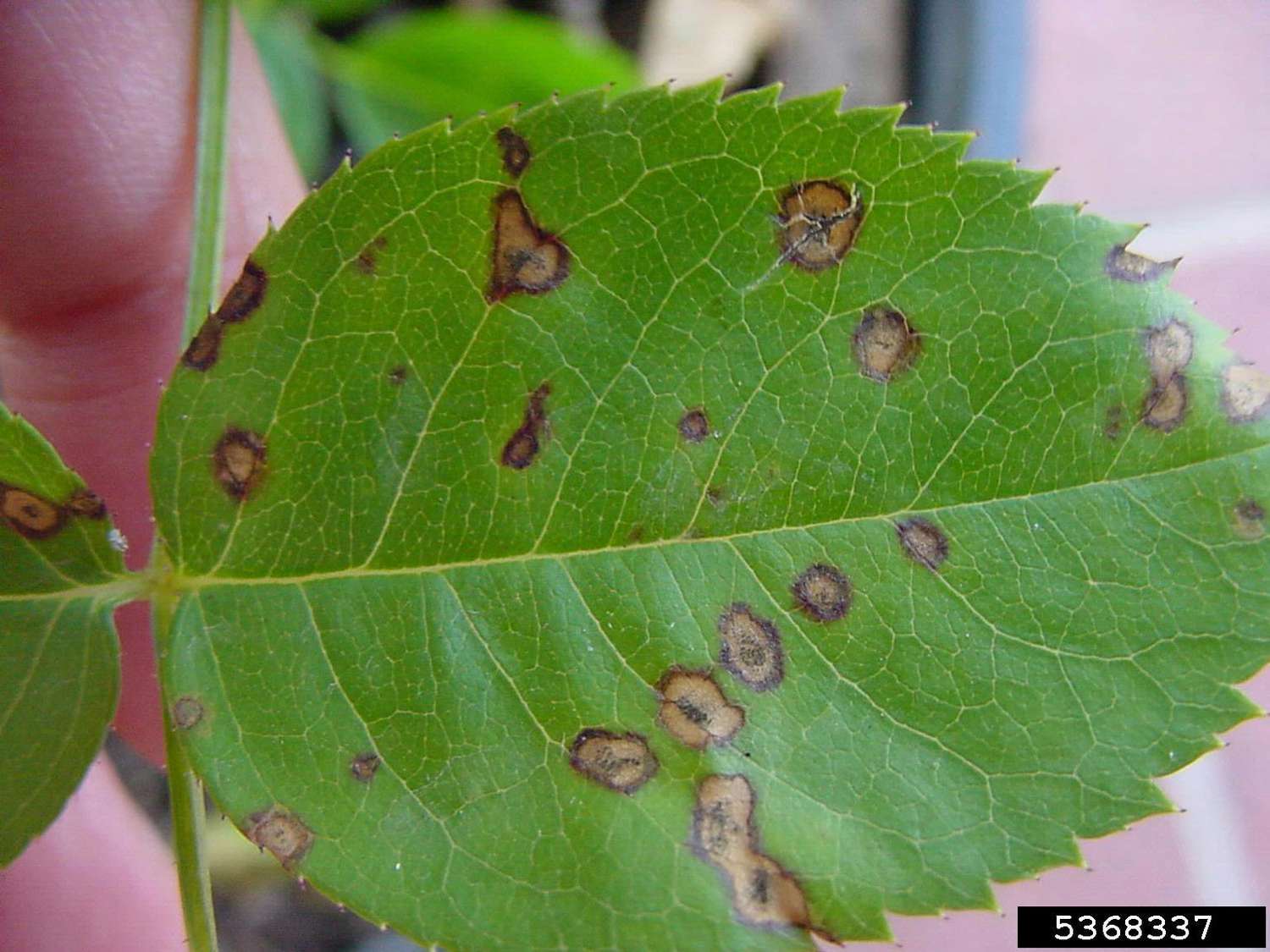Cercospora-Blattflecken sind in der Regel heller und kleiner als schwarze Flecken.