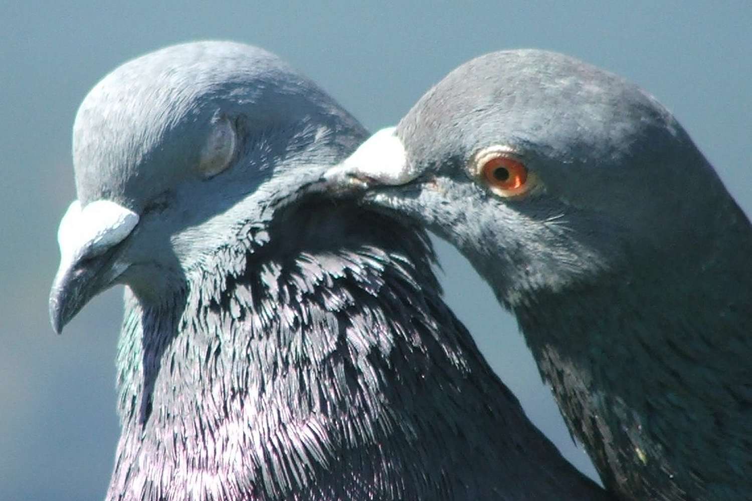 Pigeons in Love