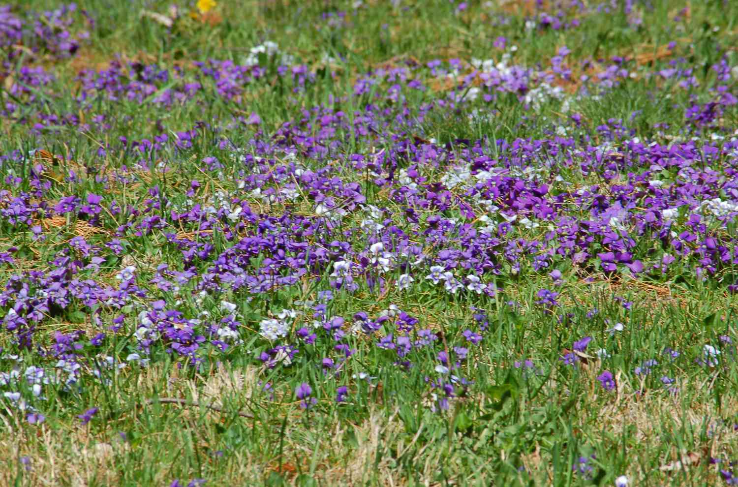 purple violets massed