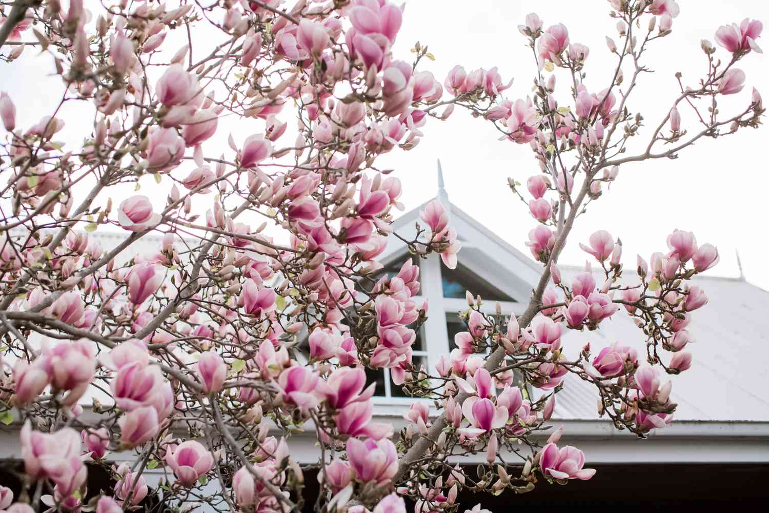 magnolio delante de una casa
