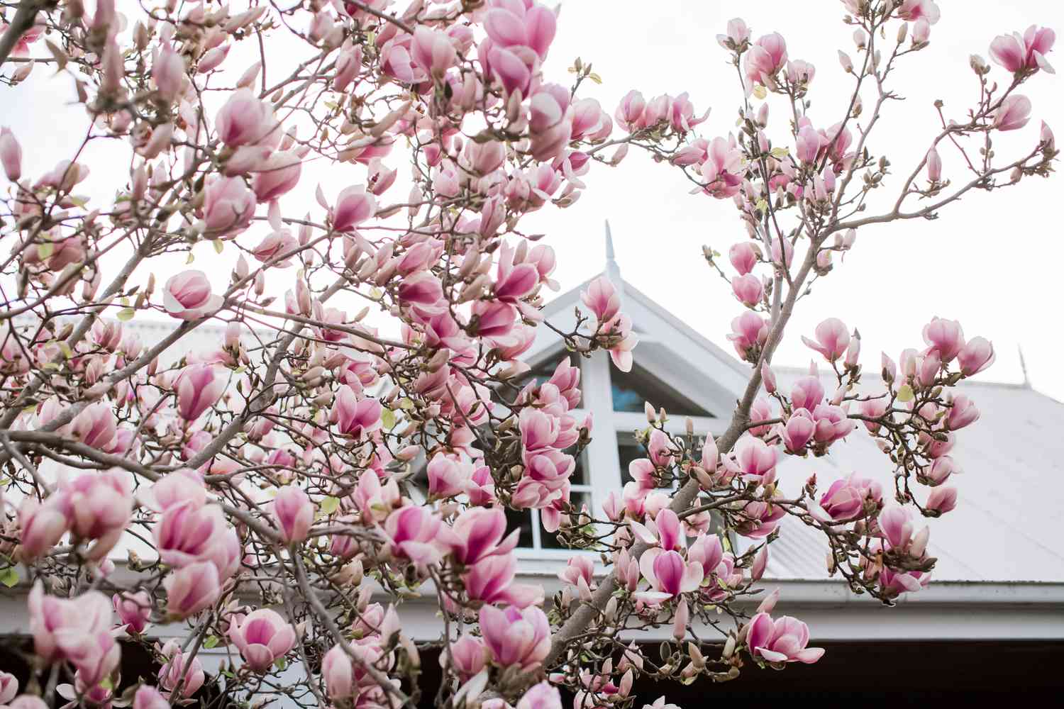 Magnolienbaum vor einem Haus