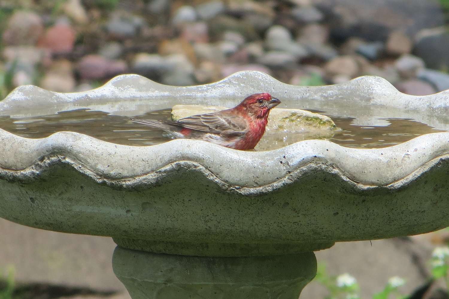 House finch in a bird bath