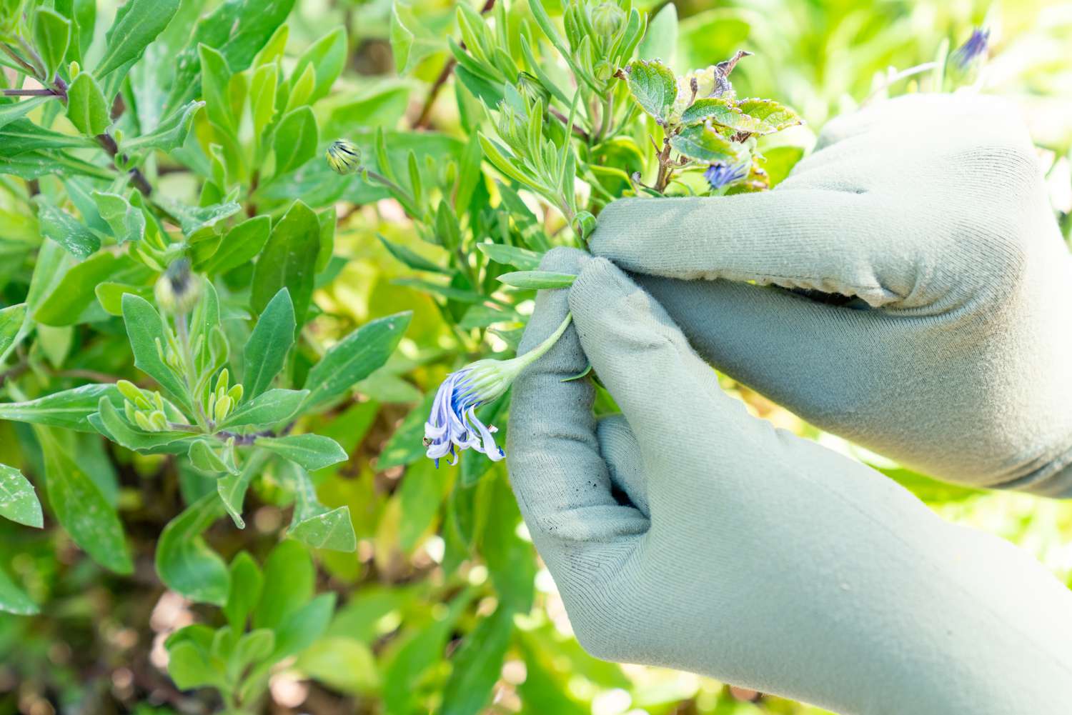 Verwelkte Blume wird mit behandschuhten Händen eingeklemmt