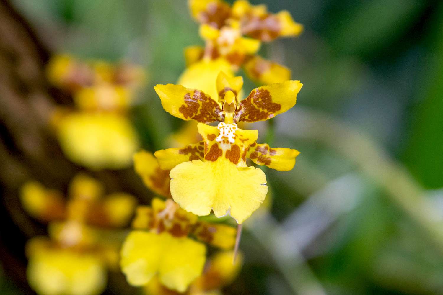 Psychopsis-Orchidee mit gelben und braunen Kelchblättern in Großaufnahme