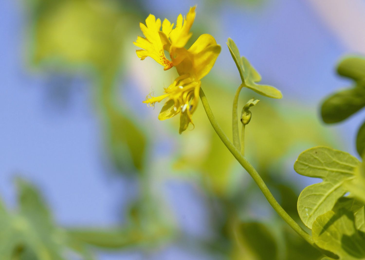 Flor de Tropaeolum peregrinum (enredadera canaria), Les jardins de vertume, septiembre