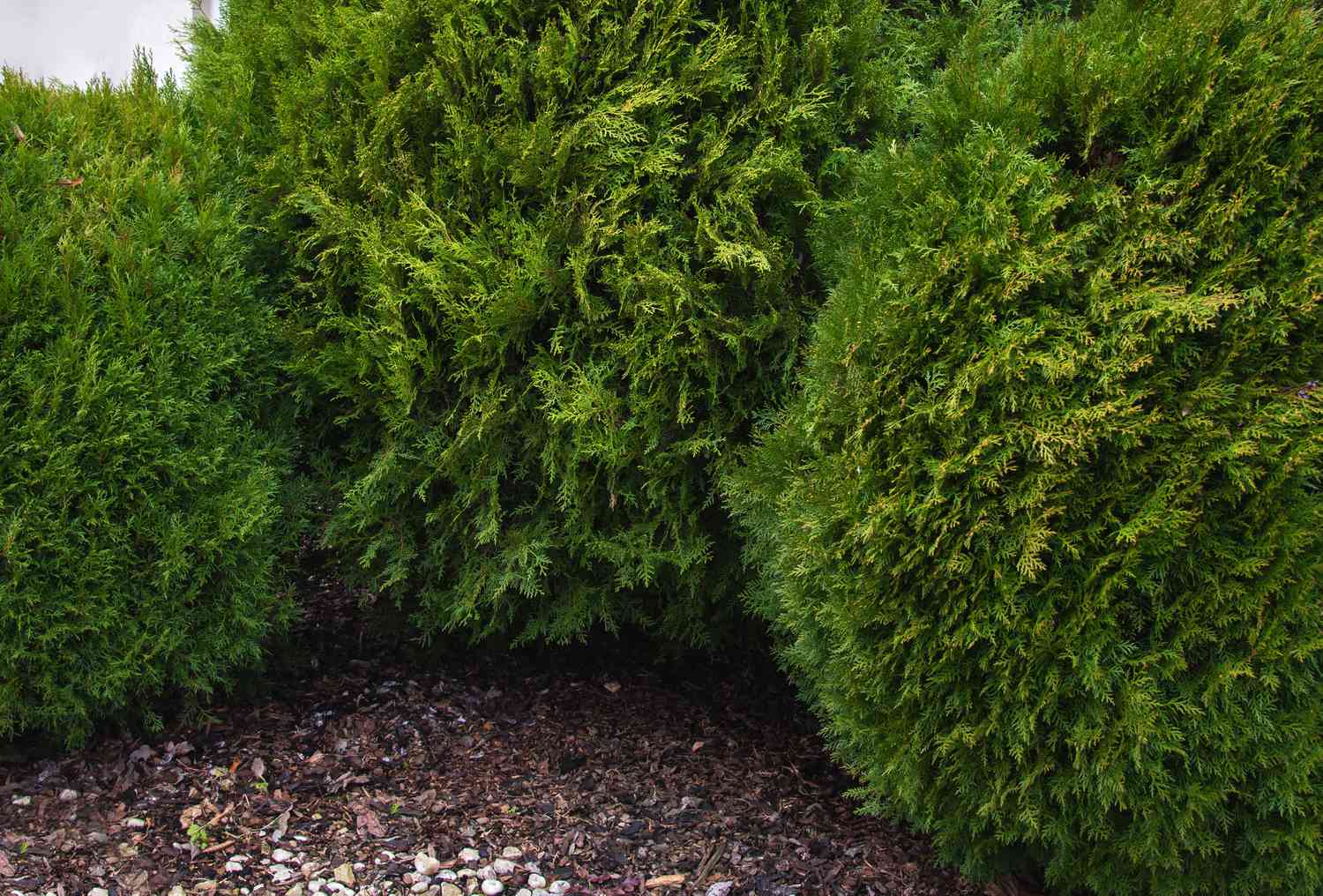 Hohe Arborvitae-Sträucher als Formschnittpflanzen