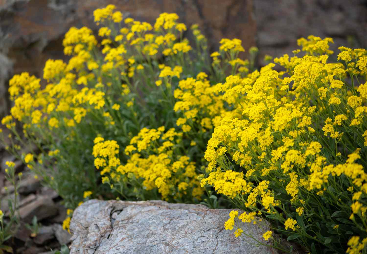 Alyssum-Blüte mit gelben Blütenblättern an den Stielenden