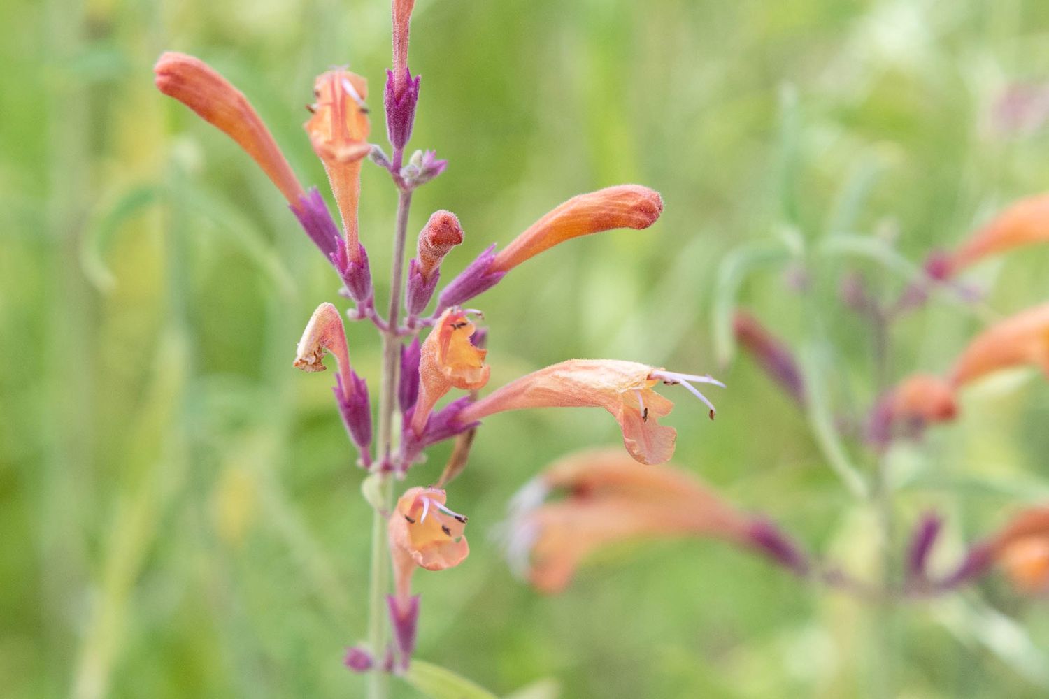 Sonnenuntergangs-Hyssop-Blüten mit orangefarbenen und rosa trompetenförmigen Blüten in Nahaufnahme