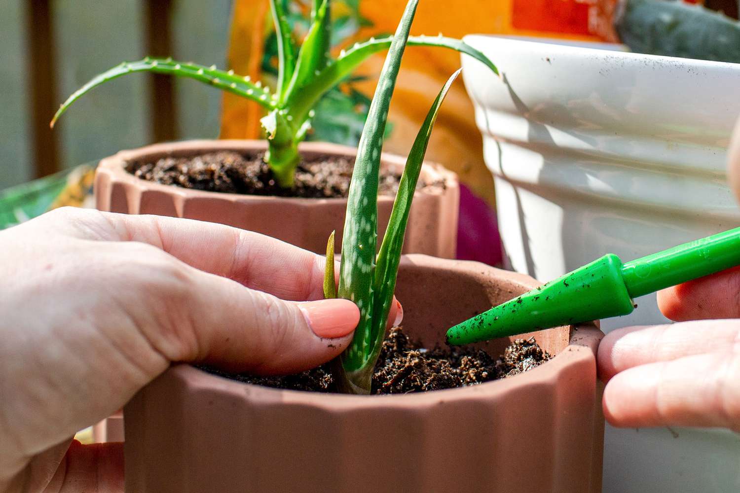 Vermehrte Aloe-Vera-Jungpflanze in einem separaten Topf mit einem Loch, das durch einen grünen Stock entstanden ist