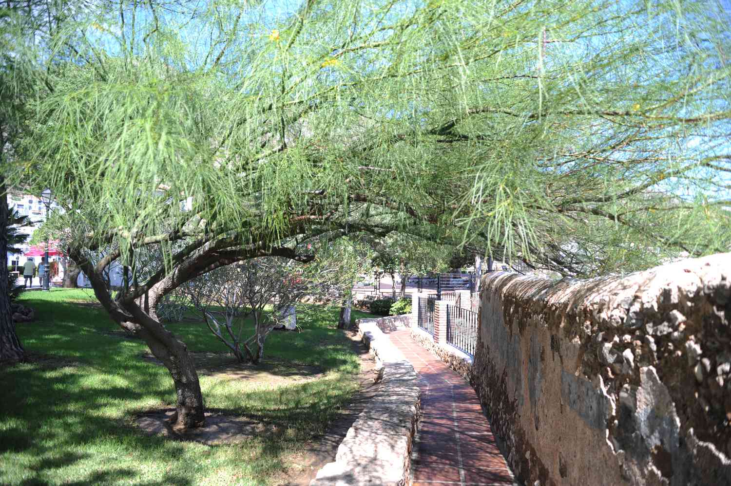 Palo verde tree with extending branches over pathway and long thin leaves