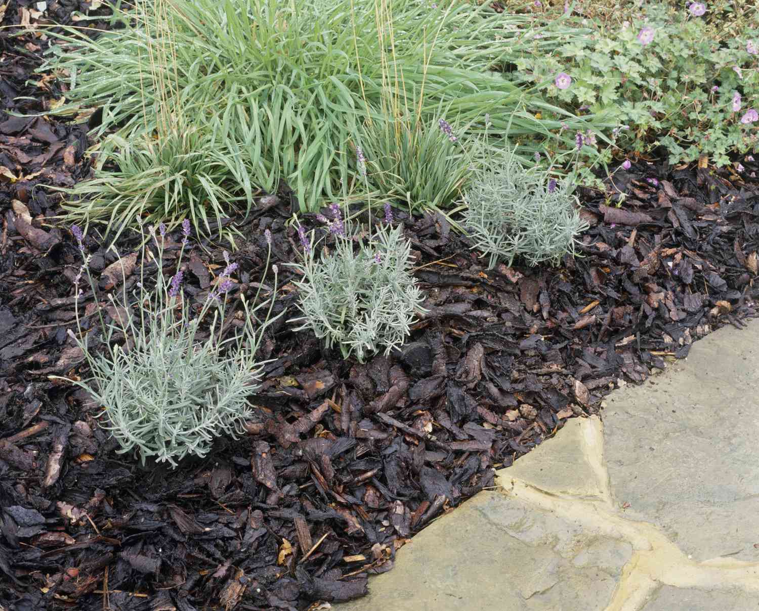 mulch with lavender