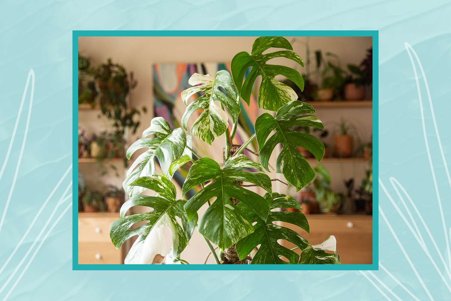 Planta monstera variegada con un borde gráfico