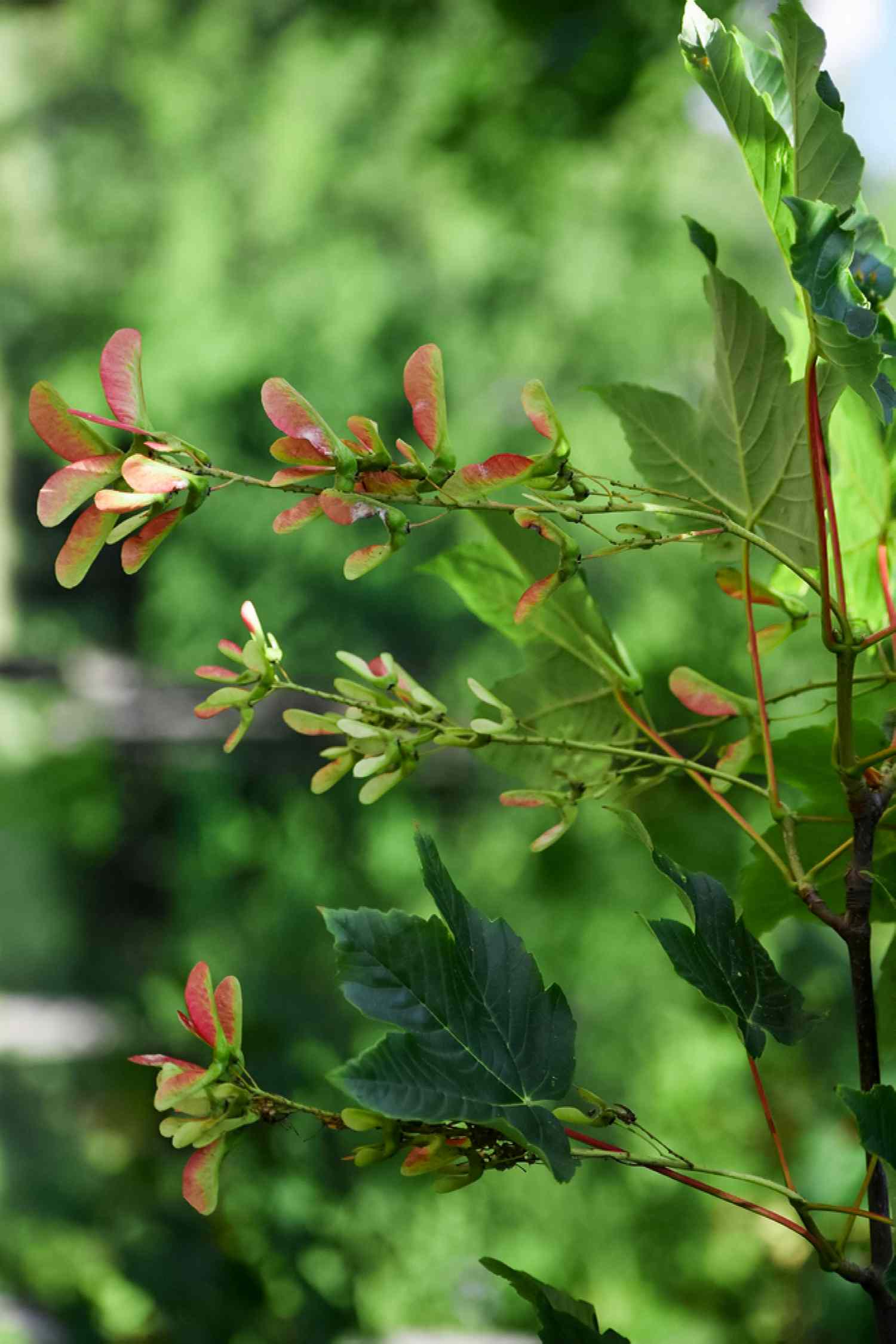 Samara-Frucht mit orangen Flügeln und Knospen an Zweigen