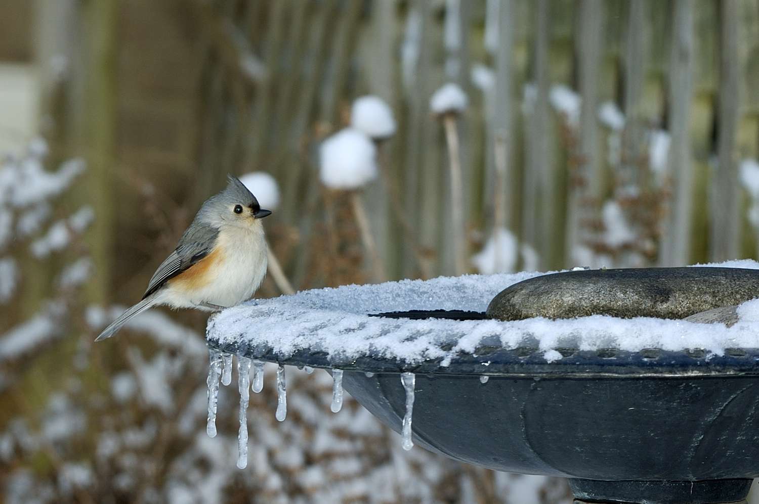 Baño caliente para pájaros